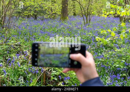 Femme prenant une photo smartphone de fleurs de bluebell dans un bois de bluebell sur la promenade Ellisfield et Moundsmere, Hampshire, Royaume-Uni. Les fleurs sont mises au point Banque D'Images