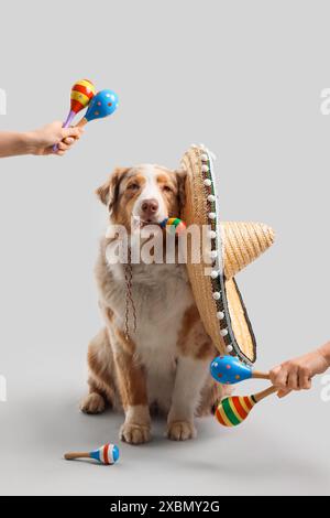 Chien berger australien mignon avec maracas et sombrero sur fond gris Banque D'Images