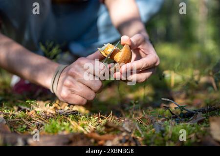 Les mains de l'homme coupent le stipe de champignon Xerocomus pour vérifier s'il y a des vers. Collecte de champignons saison d'automne Banque D'Images