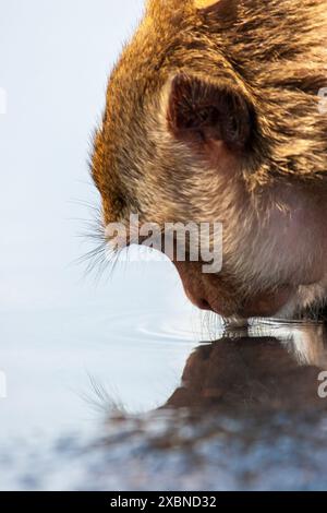 Portrait d'un singe buveur dans une rue de la ville de Lopburi, Thaïlande Banque D'Images