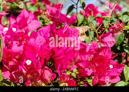 Bougainvillea, fleur de papier Bougainvillea hybrida soft focus avec fond flou. Exotique, belle petite fleur de bougainvilliers violets. Banque D'Images