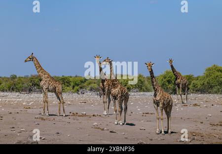 La girafe angolaise (Giraffa angolensis ou Giraffa camelopardalis angolensis ou Giraffa giraffa angolensis), également connue sous le nom de girafe namibienne Banque D'Images