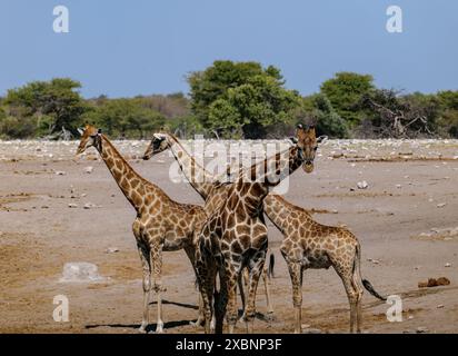 La girafe angolaise (Giraffa angolensis ou Giraffa camelopardalis angolensis ou Giraffa giraffa angolensis), également connue sous le nom de girafe namibienne Banque D'Images