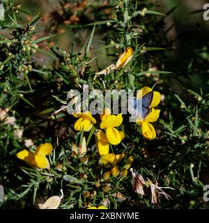 Bleu pois, Lampides boeticus, papillon sur fleur jaune gorse Banque D'Images