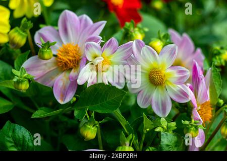 Les tubercules de dahlia sont la solution idéale pour remplir les endroits secs et ensoleillés de votre jardin avec de belles fleurs tout au long de l'été. Les dahlias sont faciles à env Banque D'Images