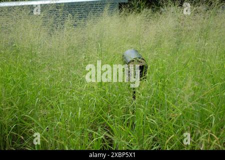 Boîte aux lettres dans une mer d'herbe sur un bloc de terre vacant et envahi par la végétation après qu'une maison a été démolie à Carina Brisbane. Banque D'Images