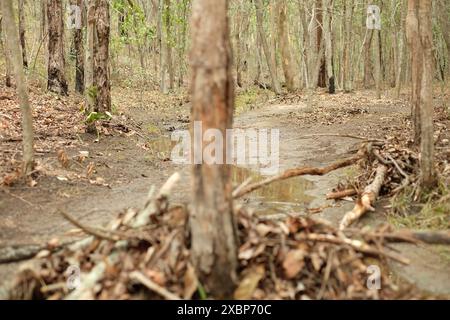 Un sentier boueux, des brindilles et des feuilles lavées le long d'un ravin après de fortes pluies s'accumulent contre un tronc d'arbre dans la réserve de brousse de Seven Hills après de fortes pluies Banque D'Images