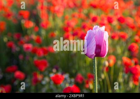 Einzelne Blüte vom Blaumohn Papaver somniferum, im Hintergrund rot blühender Klatschmohn Papaver rhoeas, Callenberg, Sachsen, Deutschland *** single f Banque D'Images