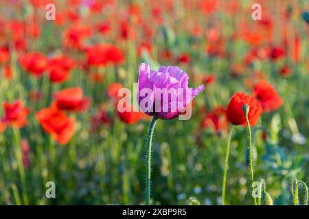 Einzelne Blüte vom Blaumohn Papaver somniferum, im Hintergrund rot blühender Klatschmohn Papaver rhoeas, Callenberg, Sachsen, Deutschland *** single f Banque D'Images