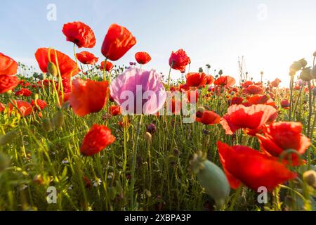 Einzelne Blüte vom Blaumohn Papaver somniferum, im Hintergrund rot blühender Klatschmohn Papaver rhoeas, Callenberg, Sachsen, Deutschland *** single f Banque D'Images