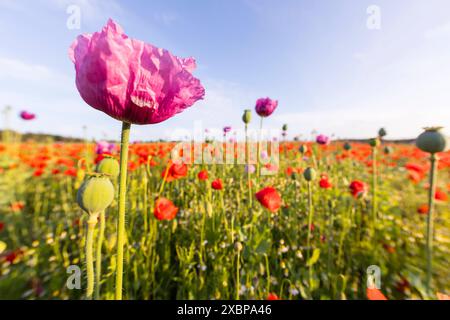 Einzelne Blüte vom Blaumohn Papaver somniferum, im Hintergrund rot blühender Klatschmohn Papaver rhoeas, Callenberg, Sachsen, Deutschland *** single f Banque D'Images