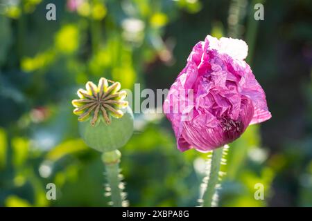 Mohnkapsel und sich öffnene Blüte vom Blaumohn Papaver somniferum auf einem Feld BEI Callenberg, Sachsen, Deutschland *** capsule de coquelicot et ouverture fl Banque D'Images