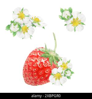 Fraise rouge et fleurs blanches illustration d'aquarelle dessinée à la main. Collection de peintures réalistes botaniques. Clipart Berry pour restaurant, café Banque D'Images