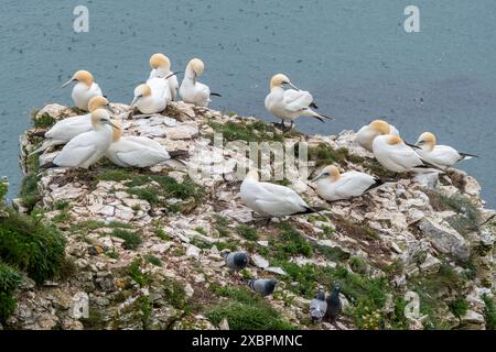 Gannets (Morus bassanus), nidifiant des oiseaux de mer sur les falaises de Bempton, East Yorkshire, Angleterre, Royaume-Uni, en juin Banque D'Images