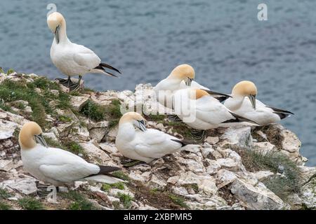 Gannets (Morus bassanus), nidifiant des oiseaux de mer sur les falaises de Bempton, East Yorkshire, Angleterre, Royaume-Uni, en juin Banque D'Images