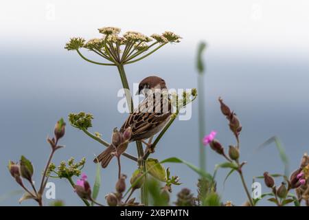 Un moineau (passer montanus) parmi les fleurs sauvages de la réserve naturelle de Bempton Cliffs RSPB, East Yorkshire, Angleterre, Royaume-Uni Banque D'Images