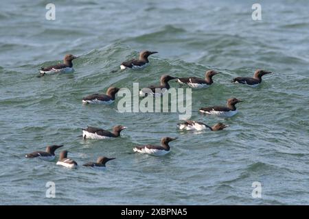 Oiseaux guillemot (Uria aalge) oiseaux de mer guillemots sur la mer près de la réserve naturelle RSPB Bempton Cliffs, East Yorkshire, Angleterre, Royaume-Uni Banque D'Images