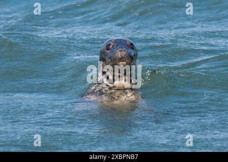 Phoque commun (Phoca vitulina, aussi appelé phoque commun) dans la mer, une espèce de mammifère marin, Yorkshire, Angleterre, Royaume-Uni Banque D'Images