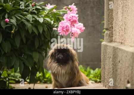 Pekingese beige moelleux dans la cour d'une maison sous un grand buisson avec de grandes fleurs roses sur une journée ensoleillée d'été Banque D'Images