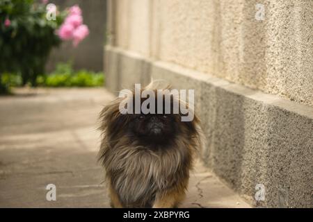 Pekingese beige moelleux dans la cour d'une maison sous un grand buisson avec de grandes fleurs roses sur une journée ensoleillée d'été Banque D'Images