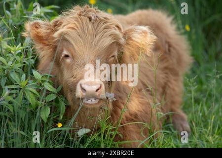 Highlander écossais jeune petite vache mignonne à Vlaardingen Broekpolder aux pays-Bas Banque D'Images