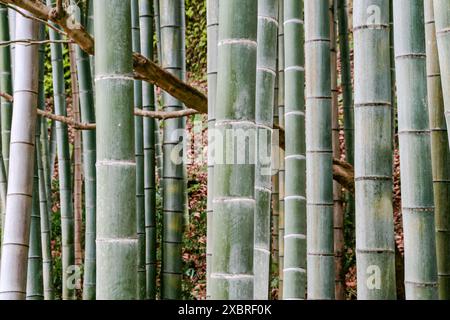 tiges de bambou en gros plan Banque D'Images