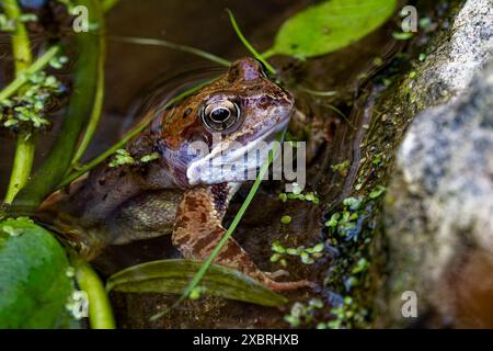 Grenouille dans un étang : image d'une grenouille commune (Rana temporaria), tête au-dessus de l'eau dans un étang peu profond pendant la saison de reproduction Banque D'Images