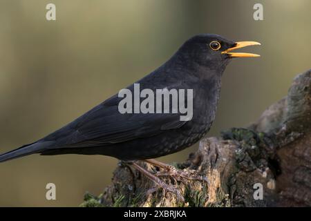 Mâle Blackbird, Dumfries & Galloway, Écosse Banque D'Images