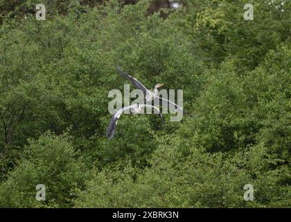 Heron Grey  Ardea cinera, querelle à une héronerie, château de Lews, Stornoway, île de Lewis, Îles occidentales, Écosse Banque D'Images