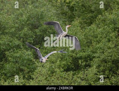 Heron Grey  Ardea cinera, querelle à une héronerie, château de Lews, Stornoway, île de Lewis, Îles occidentales, Écosse Banque D'Images