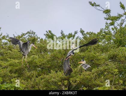 Heron Grey  Ardea cinera, querelle à une héronerie, château de Lews, Stornoway, île de Lewis, Îles occidentales, Écosse Banque D'Images