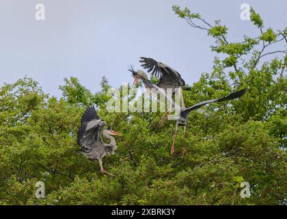 Heron Grey  Ardea cinera, querelle à une héronerie, château de Lews, Stornoway, île de Lewis, Îles occidentales, Écosse Banque D'Images