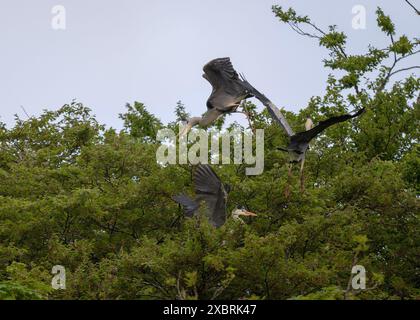 Heron Grey  Ardea cinera, querelle à une héronerie, château de Lews, Stornoway, île de Lewis, Îles occidentales, Écosse Banque D'Images