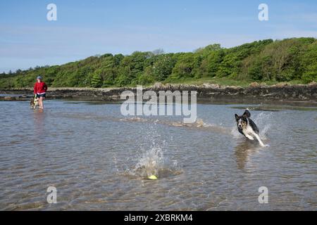 Border Collie chien poursuivant un ballon dans la mer, plage de Brighouse Bay, Dumfries et Galloway, Écosse Banque D'Images