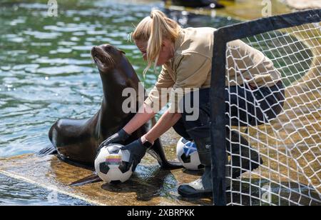 Leipzig, Allemagne. 13 juin 2024. La gardienne des animaux Bettina Hurgitsch place deux balles avec les drapeaux allemand et écossais devant la lionne de mer Hilla au zoo de Leipzig. Si Hilla du zoo de Leipzig réussit, l'Allemagne et l'Écosse joueront pour un match nul au début du Championnat d'Europe de football vendredi. La lionne californienne de cinq ans a mis les Écossais en tête jeudi en tant qu'oracle, et peu de temps après elle a marqué l'égaliseur pour l'équipe allemande. Crédit : Hendrik Schmidt/dpa/Alamy Live News Banque D'Images