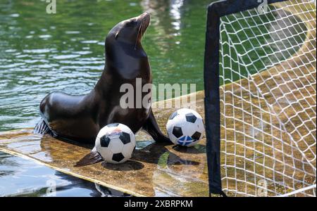 Leipzig, Allemagne. 13 juin 2024. La lionne de mer Hilla du zoo de Leipzig vise un but avec des balles marquées écossaises et allemandes. Si Hilla du zoo de Leipzig réussit, l'Allemagne et l'Écosse joueront un match nul au début du Championnat d'Europe de football vendredi. La lionne californienne de cinq ans a donné l'avantage aux Écossais jeudi en tant qu'oracle, et un peu plus tard elle a marqué l'égaliseur pour l'équipe allemande. Crédit : Hendrik Schmidt/dpa/Alamy Live News Banque D'Images