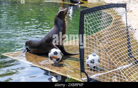 Leipzig, Allemagne. 13 juin 2024. La lionne de mer Hilla du zoo de Leipzig vise un but avec des balles marquées écossaises et allemandes. Si Hilla du zoo de Leipzig réussit, l'Allemagne et l'Écosse joueront un match nul au début du Championnat d'Europe de football vendredi. La lionne californienne de cinq ans a donné l'avantage aux Écossais jeudi en tant qu'oracle, et un peu plus tard elle a marqué l'égaliseur pour l'équipe allemande. Crédit : Hendrik Schmidt/dpa/Alamy Live News Banque D'Images