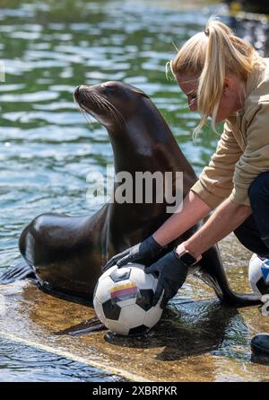Leipzig, Allemagne. 13 juin 2024. La gardienne des animaux Bettina Hurgitsch place deux balles avec les drapeaux allemand et écossais devant la lionne de mer Hilla au zoo de Leipzig. Si Hilla du zoo de Leipzig réussit, l'Allemagne et l'Écosse joueront pour un match nul au début du Championnat d'Europe de football vendredi. La lionne californienne de cinq ans a mis les Écossais en tête jeudi en tant qu'oracle, et peu de temps après elle a marqué l'égaliseur pour l'équipe allemande. Crédit : Hendrik Schmidt/dpa/Alamy Live News Banque D'Images