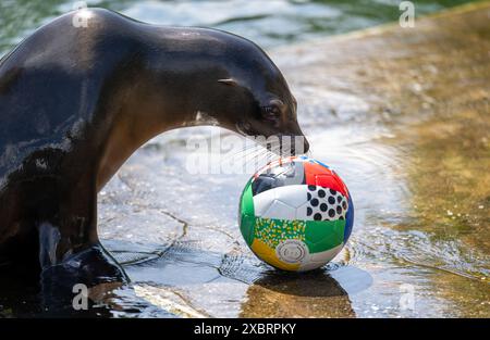 Leipzig, Allemagne. 13 juin 2024. Un lion de mer au zoo de Leipzig joue avec une balle dans la piscine. Si les lions de mer réussissent, l'Allemagne et l'Écosse joueront un match nul au début du Championnat d'Europe de football vendredi. Une femelle de lion de mer avait prédit le résultat. Crédit : Hendrik Schmidt/dpa/Alamy Live News Banque D'Images