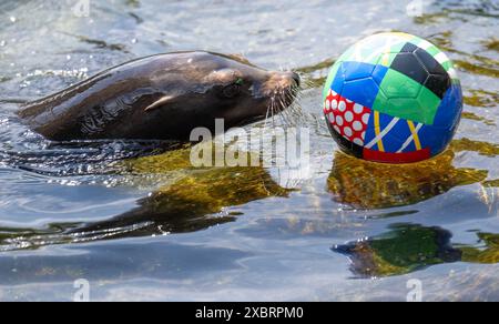 Leipzig, Allemagne. 13 juin 2024. Un lion de mer au zoo de Leipzig joue avec une balle dans la piscine. Si les lions de mer réussissent, l'Allemagne et l'Écosse joueront un match nul au début du Championnat d'Europe de football vendredi. Une femelle de lion de mer avait prédit le résultat. Crédit : Hendrik Schmidt/dpa/Alamy Live News Banque D'Images