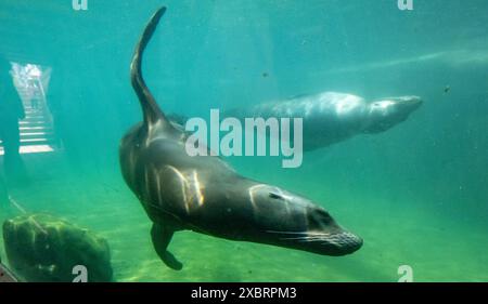 Leipzig, Allemagne. 13 juin 2024. Les lions de mer nagent dans leur piscine au zoo de Leipzig. Si les lions de mer réussissent, l'Allemagne et l'Écosse joueront un match nul au début du Championnat d'Europe de football vendredi. Une femelle de lion de mer avait prédit le résultat. Crédit : Hendrik Schmidt/dpa/Alamy Live News Banque D'Images