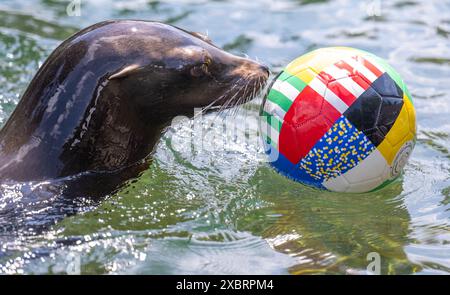 Leipzig, Allemagne. 13 juin 2024. Un lion de mer au zoo de Leipzig joue avec une balle dans la piscine. Si les lions de mer réussissent, l'Allemagne et l'Écosse joueront un match nul au début du Championnat d'Europe de football vendredi. Une femelle de lion de mer avait prédit le résultat. Crédit : Hendrik Schmidt/dpa/Alamy Live News Banque D'Images