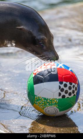 Leipzig, Allemagne. 13 juin 2024. Un lion de mer au zoo de Leipzig joue avec une balle dans la piscine. Si les lions de mer réussissent, l'Allemagne et l'Écosse joueront un match nul au début du Championnat d'Europe de football vendredi. Une femelle de lion de mer avait prédit le résultat. Crédit : Hendrik Schmidt/dpa/Alamy Live News Banque D'Images