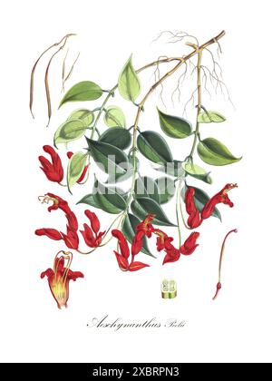 Illustration botanique vintage colorée d'Aeschynanthus Peelii (plante de rouge à lèvres) à partir d'illustrations de plantes himalayennes (1855) par Walter Hood Fitch Banque D'Images