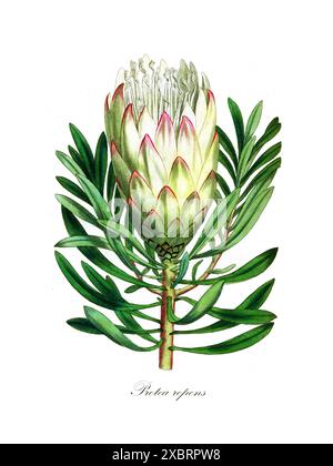 Illustration botanique vintage colorée de la plante blanche Protea repens (commune sugarbush) par William Curtis de The Botanical Magazine, volume 10, 1796 Banque D'Images