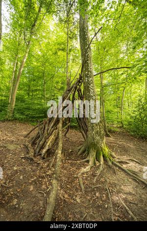 Une cabane ou un abri de base fait de branches d'arbres ou de bâtons dans une forêt. Jour d'été ensoleillé, pas de gens. Banque D'Images