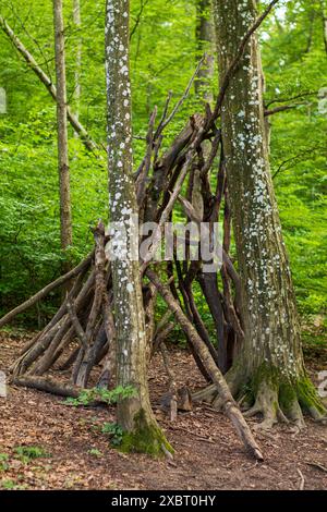 Une cabane ou un abri de base fait de branches d'arbres ou de bâtons dans une forêt. Jour d'été ensoleillé, pas de gens. Banque D'Images