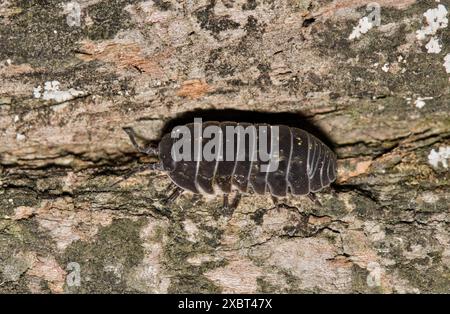 Pillbug Sowbug Woodlouse slater sur l'écorce d'arbre isopode nature lutte contre les parasites. Banque D'Images