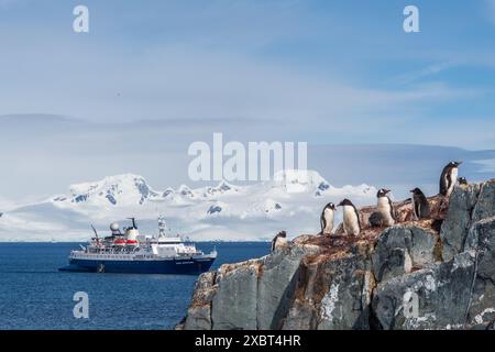 Port de Mikkelsen, péninsule Antarctique - 2 février 2024. Détail de la colonie de pingouins Gentoo, avec le navire d'expédition Antarctique Ocean Adventurer en arrière-plan Banque D'Images