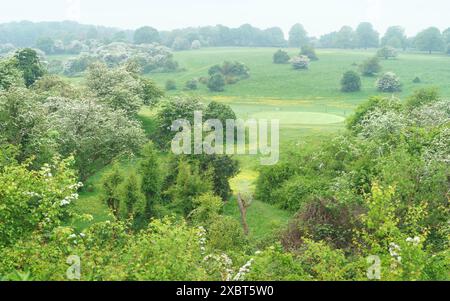 Vue sur le parc public de Westwood avec des fleurs sauvages, des papillons en pleine floraison et des bois, et vue sur le green du golfeur. Beverley, Royaume-Uni. Banque D'Images